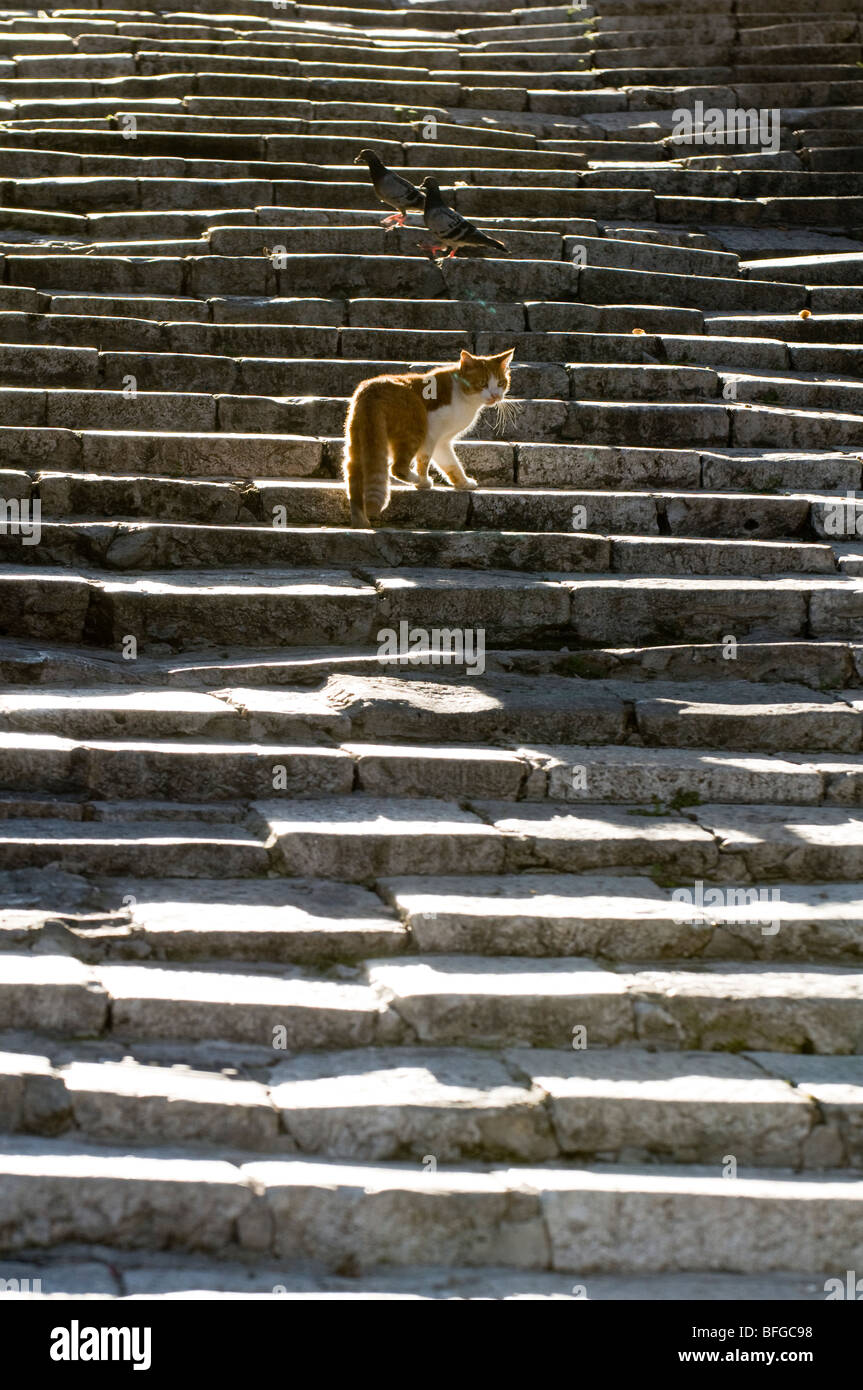 Gatto sulla ripida strada posteriore passi nella valletta di Malta. Foto Stock