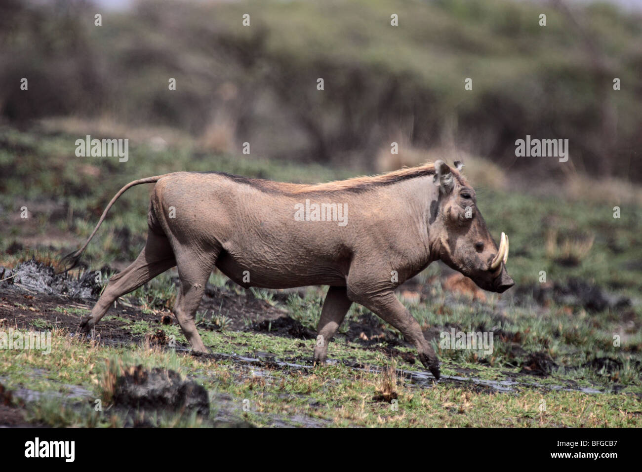 Warthog maschio in esecuzione Foto Stock