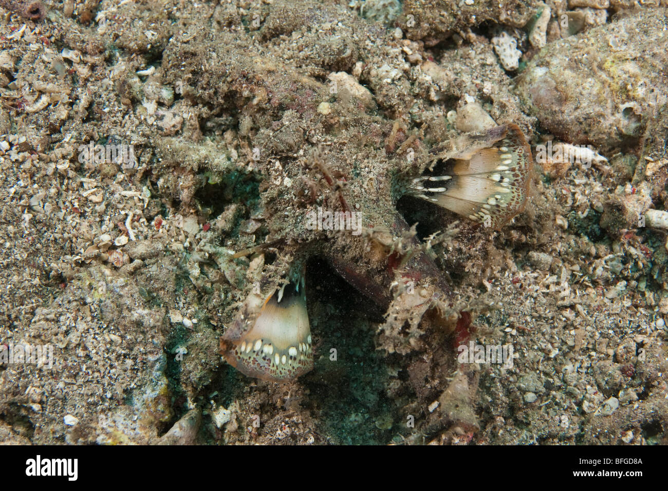 Devilfish spinosa (Inimicus didactylus) con alette di forma svasata esponendo il colorato superficie interna Foto Stock