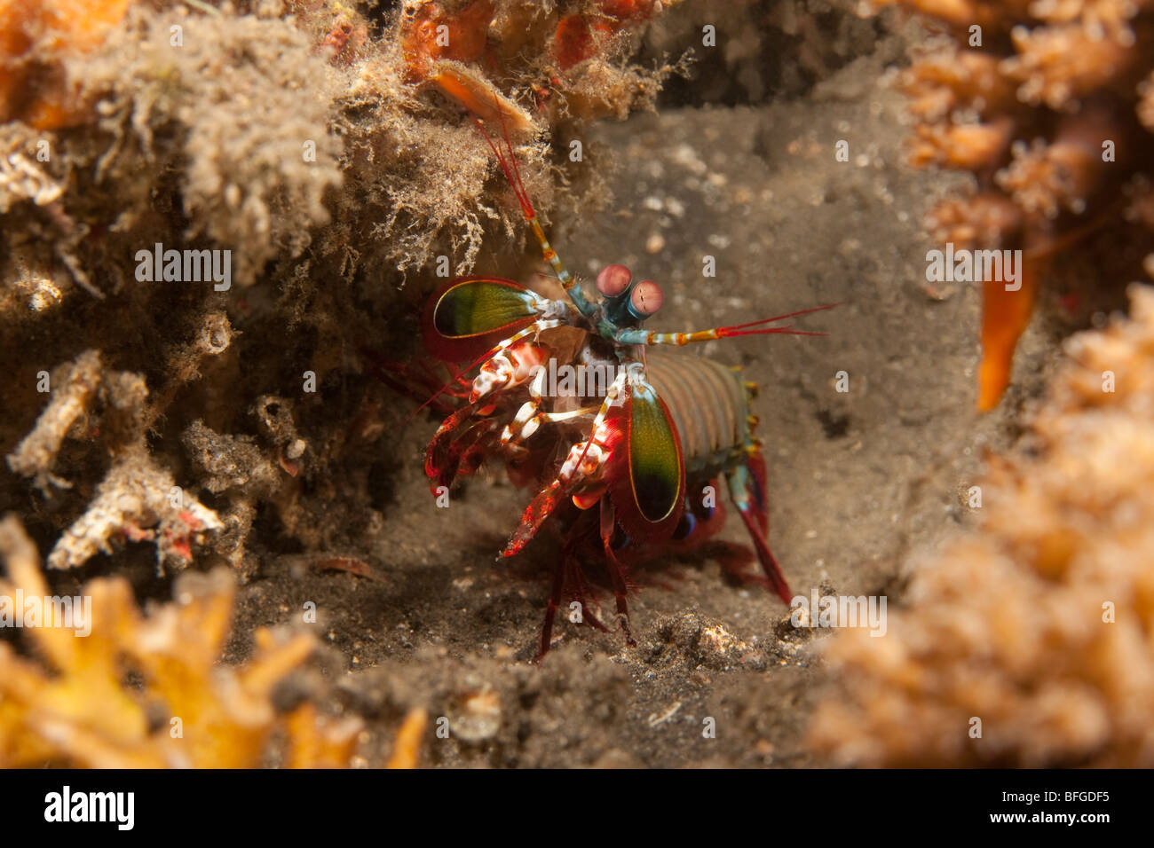 Canocchia (Odontodactylus scyllarus), Lembeh strait, Nord Sulawesi, Indonesia Foto Stock