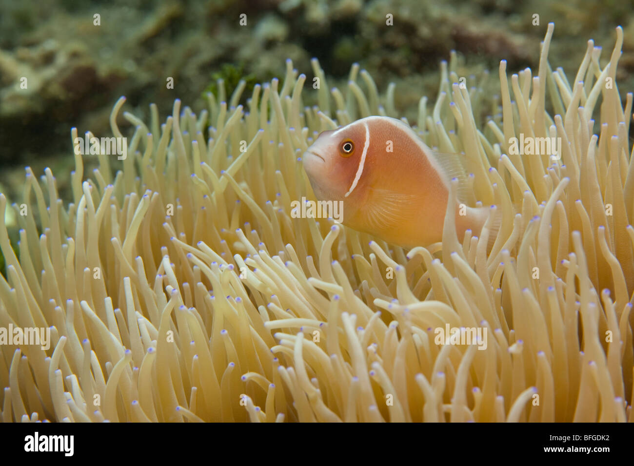 Rosa (Anemonefish Amphiprion perideraion) in anemone marittimo, Lembeh strait, Nord Sulawesi, Indonesia. Foto Stock