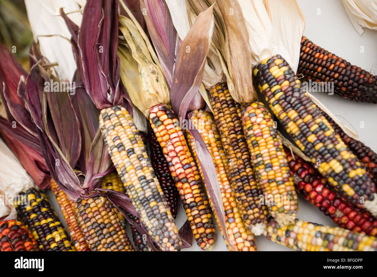 Il mais (spighe di grano) Foto Stock