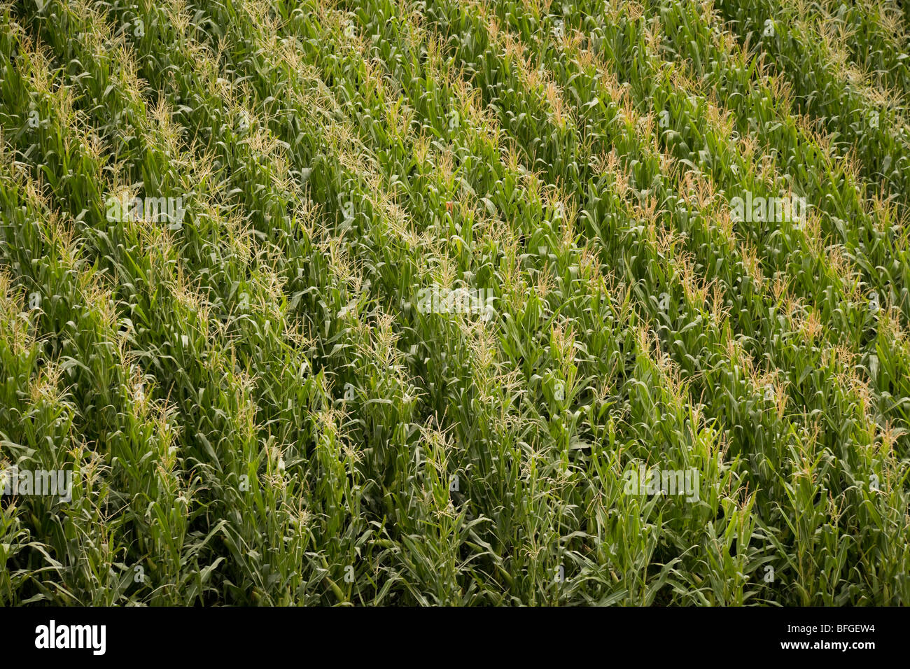 Antenna vista ravvicinata di un mais americano campo di mais con fiocchi d'estate. Nebraska, Great Plains, STATI UNITI D'AMERICA Foto Stock