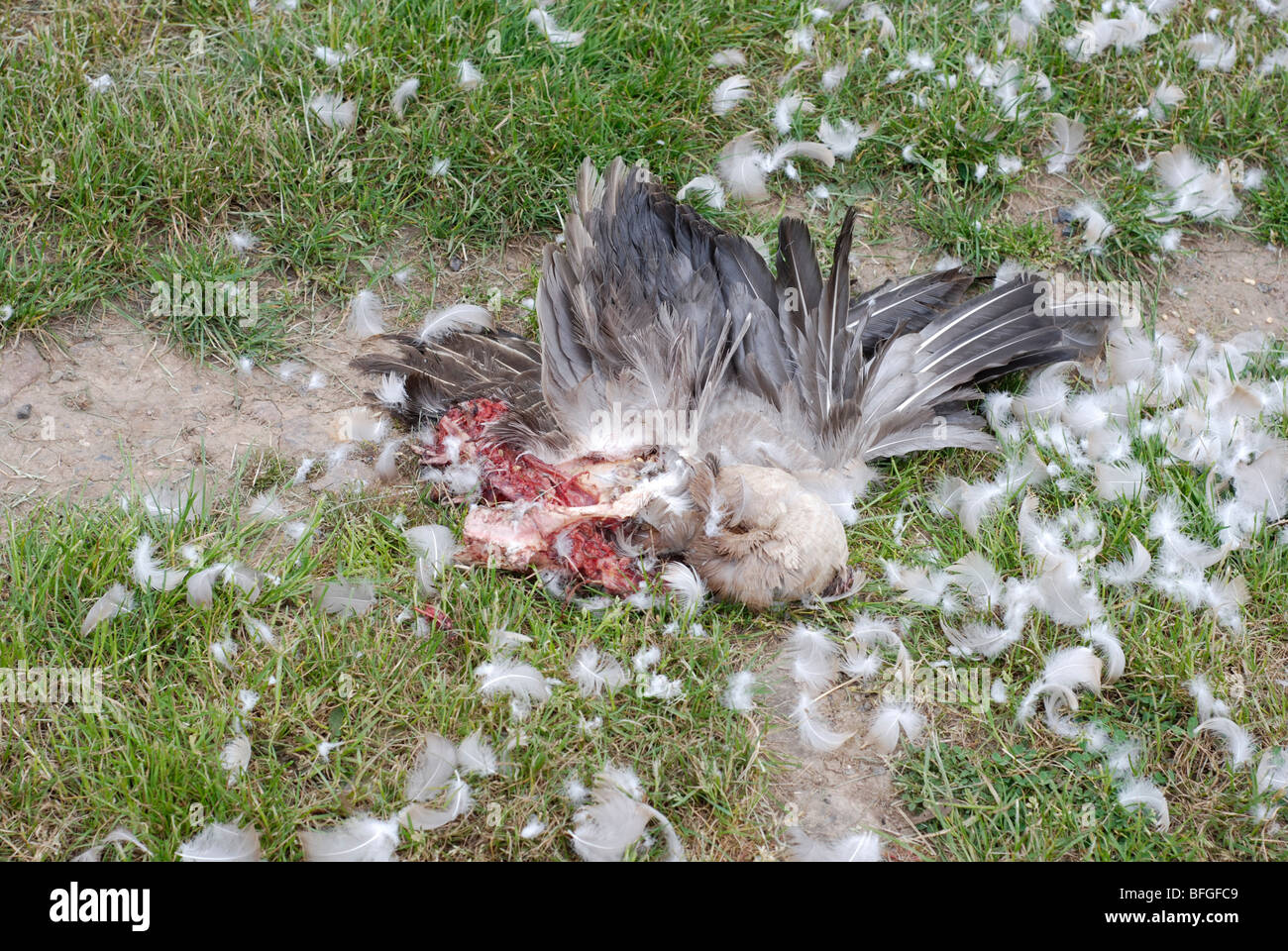 La carcassa di un uccello attaccato e mangiato da predator. Foto Stock