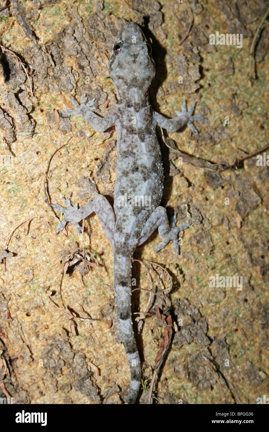 Tree Hemidactylus Gecko modesto presi in Mto Wa Mbu, Tanzania Africa Foto Stock