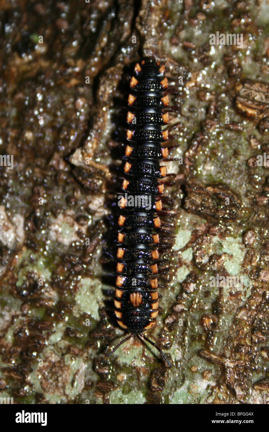 Il giallo e il nero millepiedi su un tronco di albero prese a stessa, Tanzania Foto Stock