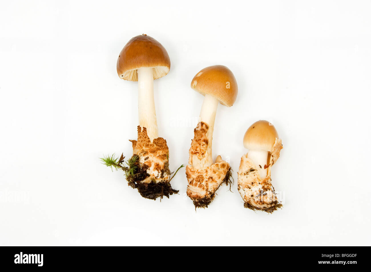 AMANITA FULVA, TAWNEY GRISETTE. Un funghi occasionalmente trovato in British boschi. Foto Stock