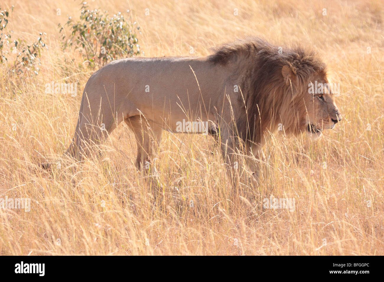 Maschio di leone in Masai Mara Foto Stock