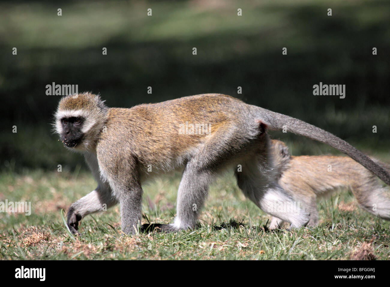 Vervet monkey madre con i giovani Foto Stock