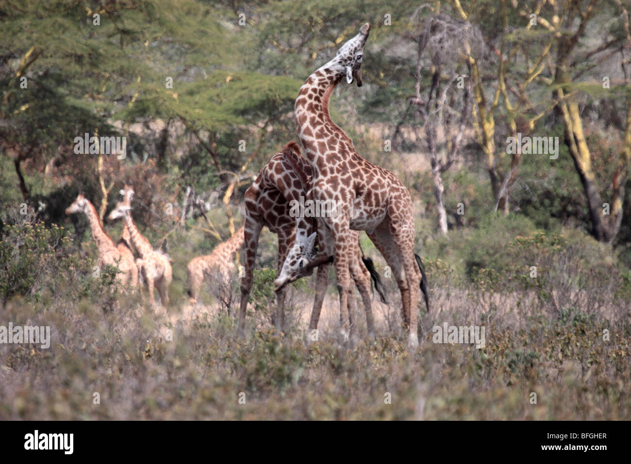 La Rothschild giraffe Foto Stock