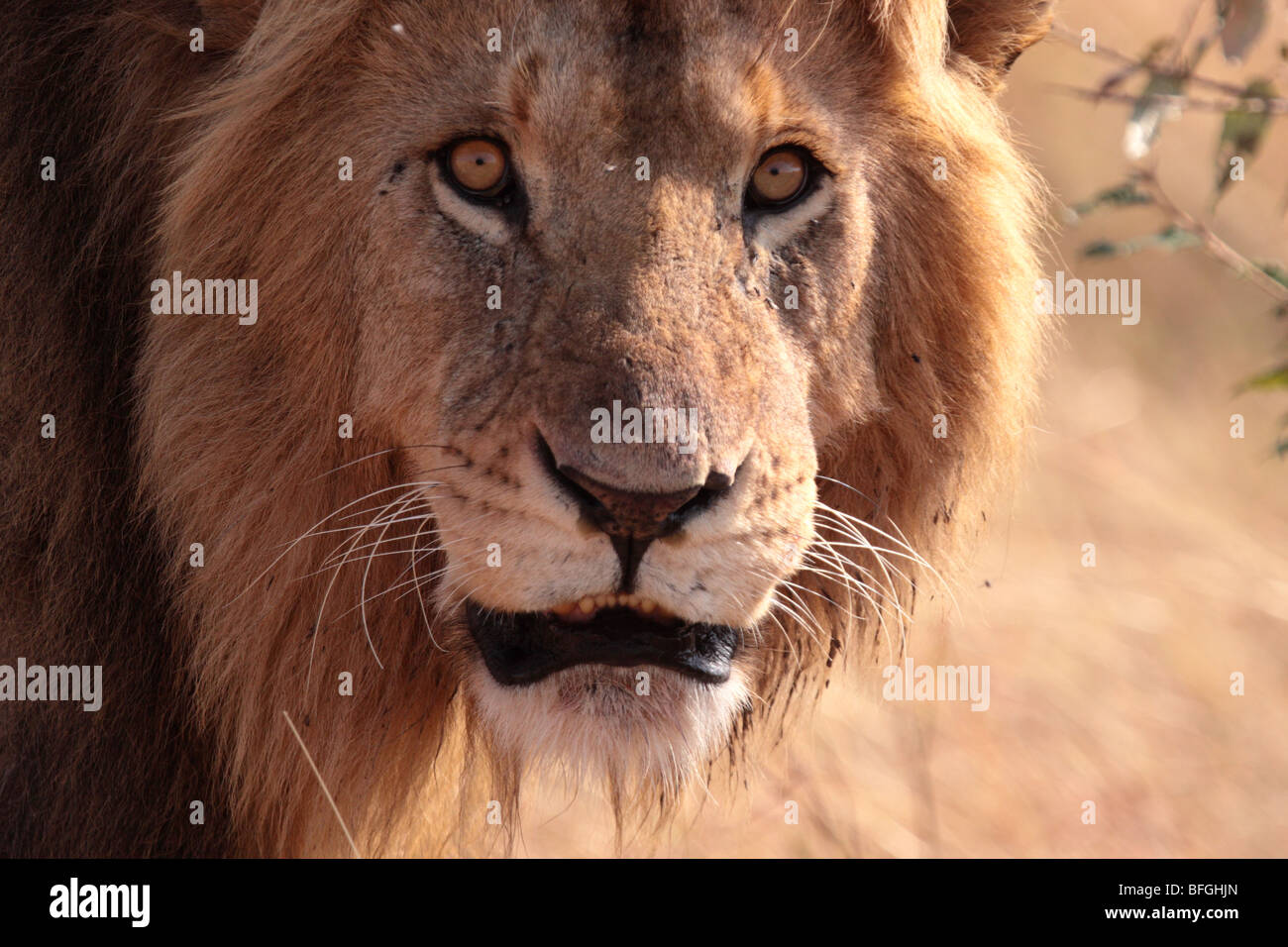 Close-up del maschio di leone africano Panthera leo in Masai Mara Kenya Foto Stock