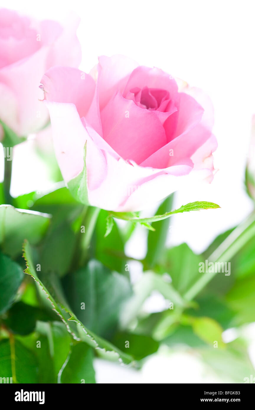 Le rose rosa in astratto contro uno sfondo bianco per la carta Foto Stock