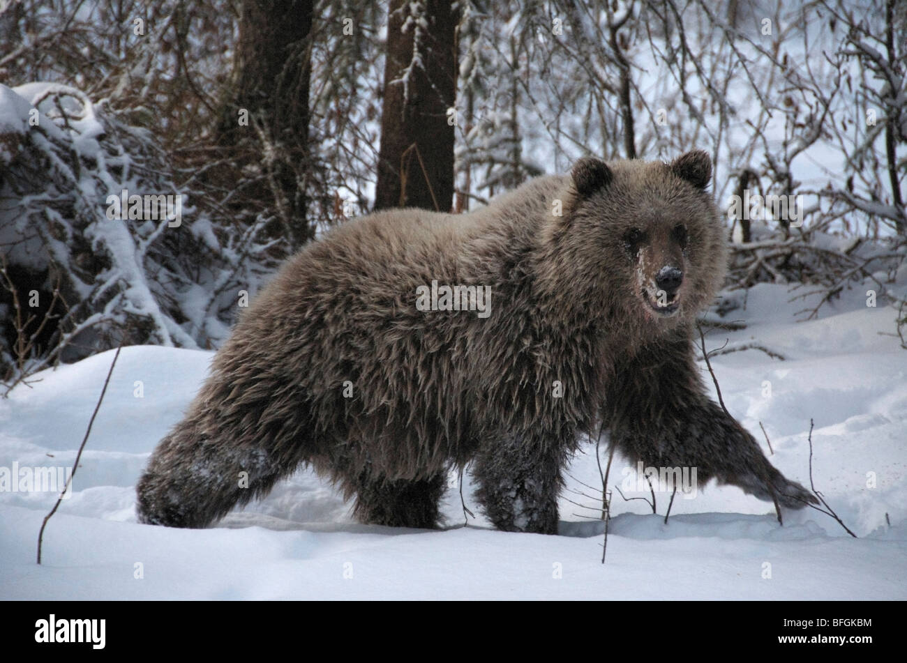Orso grizzly (Ursus arctos) in inverno. Pesca di fiume di diramazione, Ni'iinlii Njik Riserva Ecologica, Yukon Territory, Canada Foto Stock