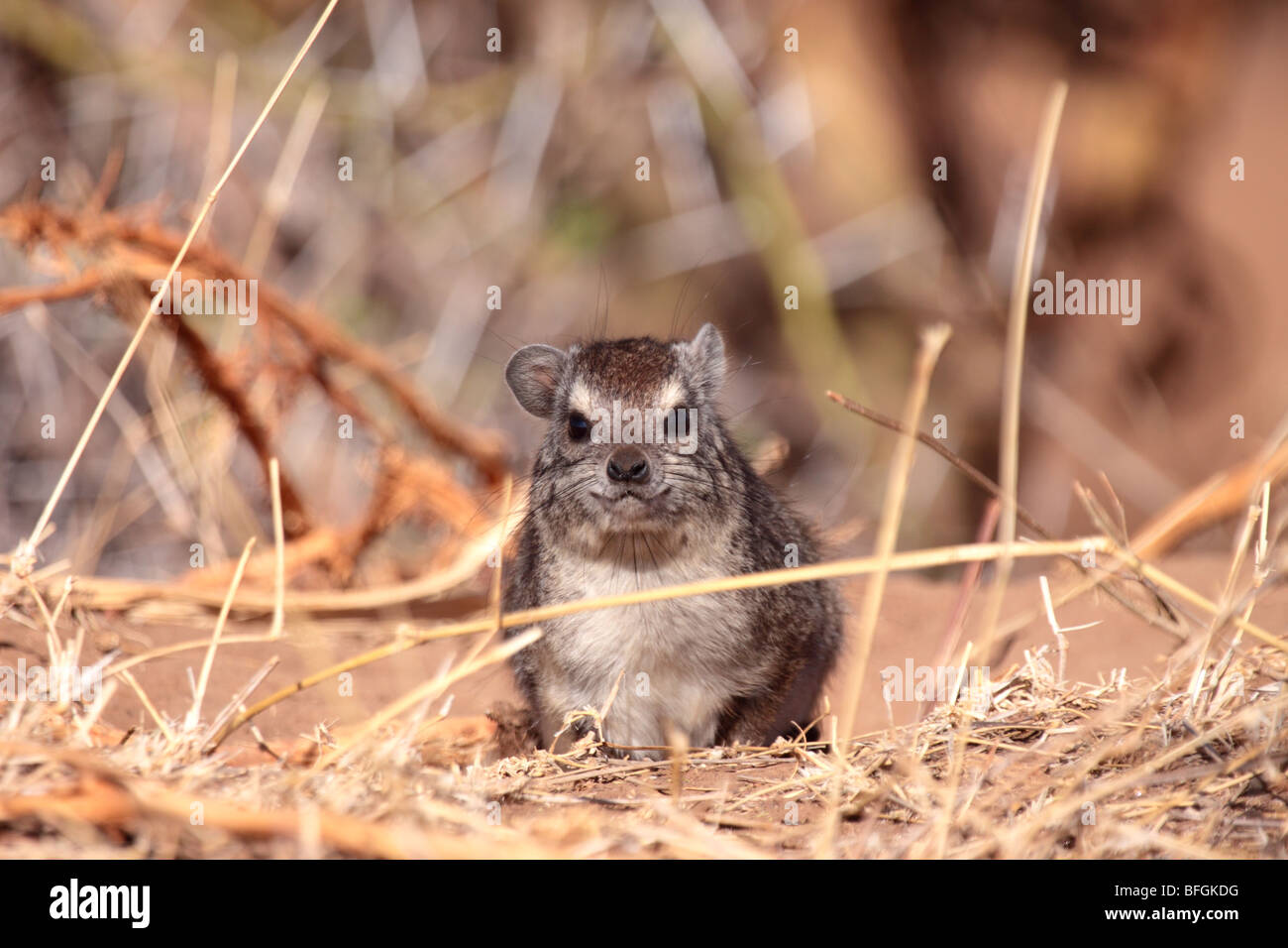 Giallo-spotted rock hyrax Foto Stock