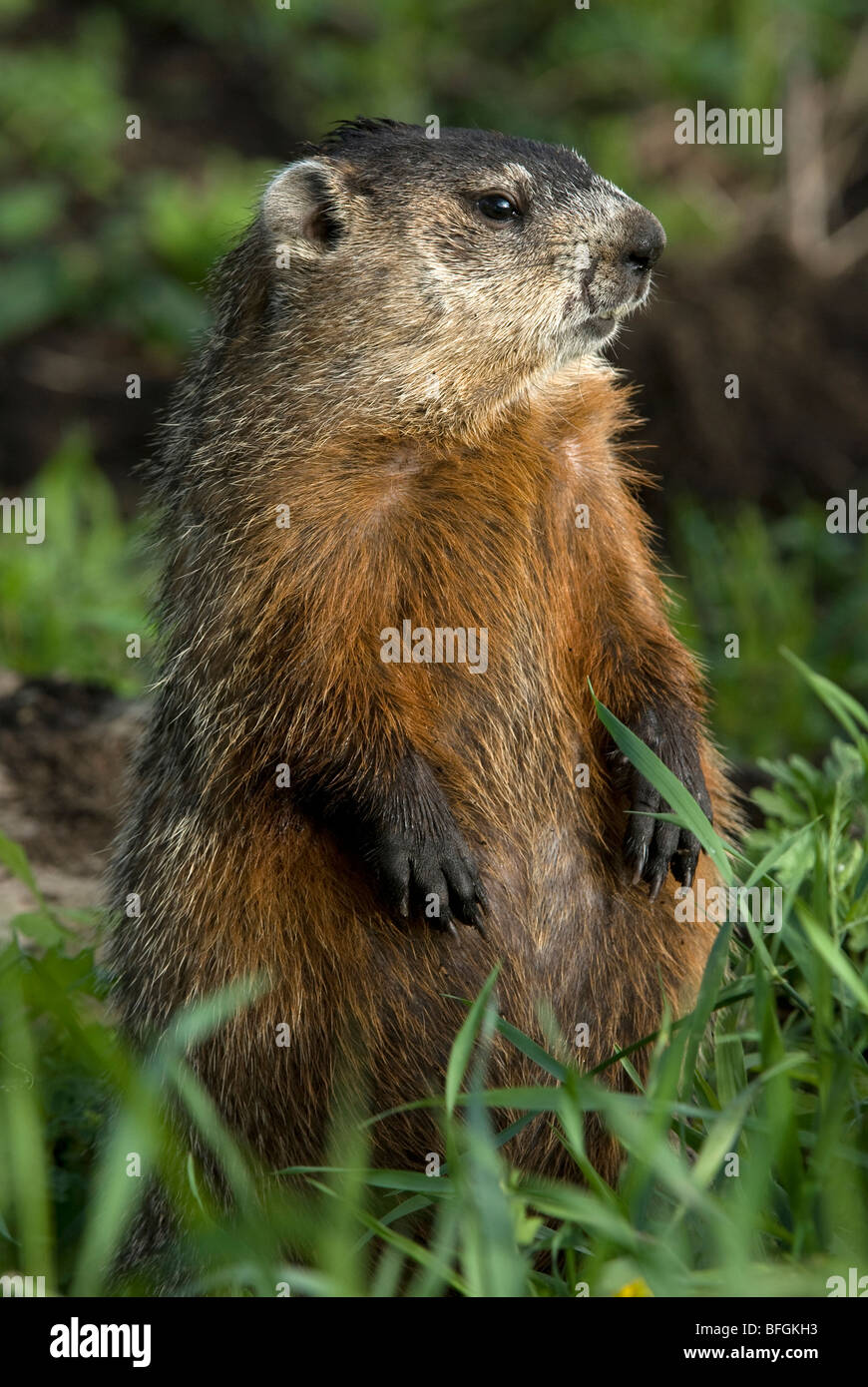 Marmotta (Marmota monax) seduti nel prato estivo, Ontario, Canada Foto Stock