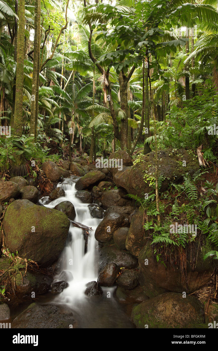 Esecuzione del flusso attraverso la foresta pluviale nei pressi di Hilo, Big Island delle Hawaii, Foto Stock