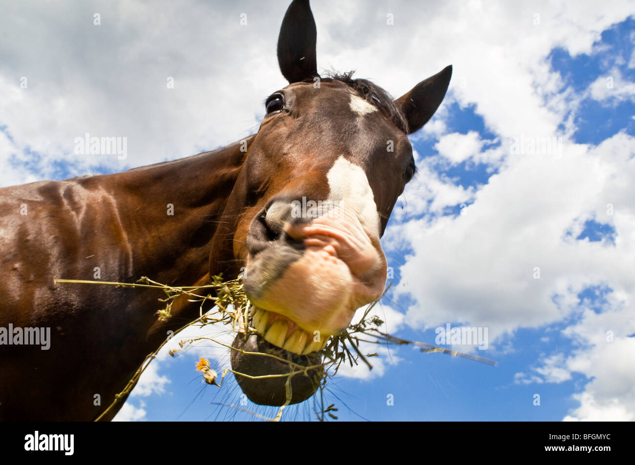 Femmina Quarter Horse mangiare erbe infestanti, Canandaigua, New York Foto Stock