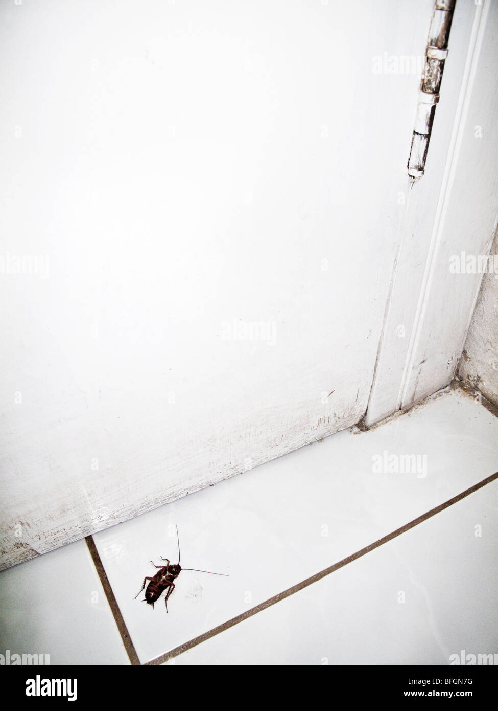 Parte inferiore del scarafaggio la posa sul pavimento, Port Antonio, Portland, Giamaica Foto Stock