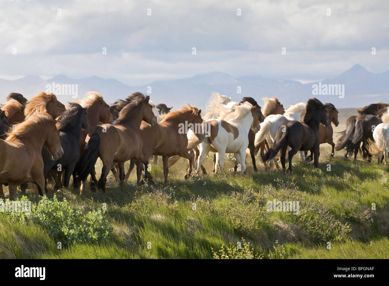 Allevamento di cavalli al galoppo, vicino Rykenholt, West Islanda Foto Stock