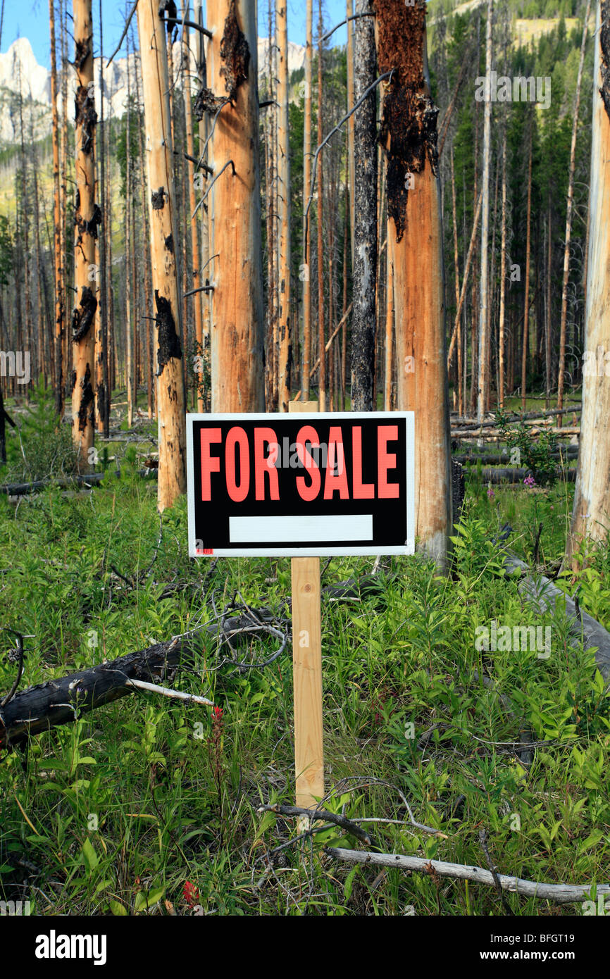 Alberi bruciati con in vendita segno. Il Parco Nazionale di Banff, Alberta, Canada Foto Stock