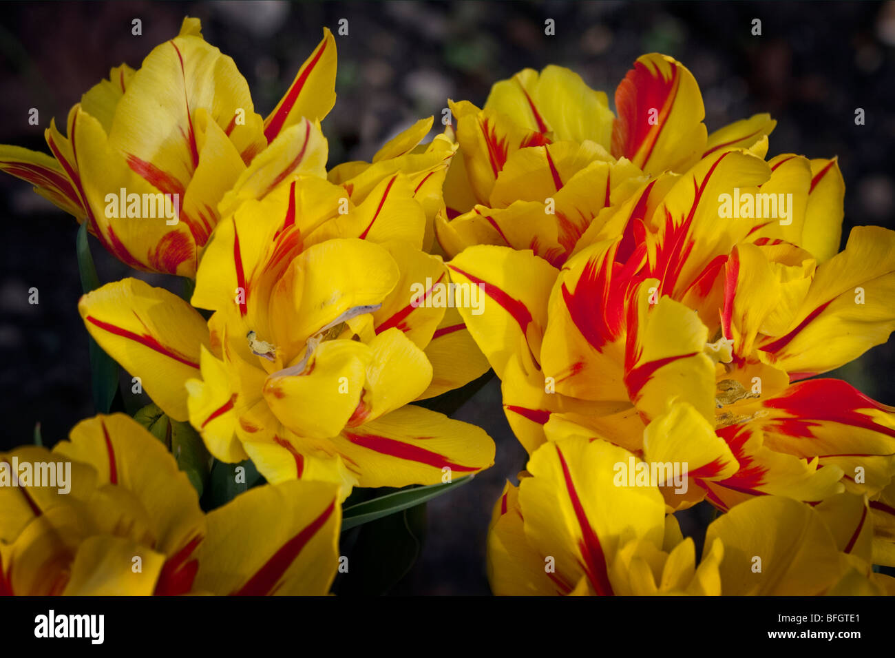 Tulipano giallo Monsella Foto Stock