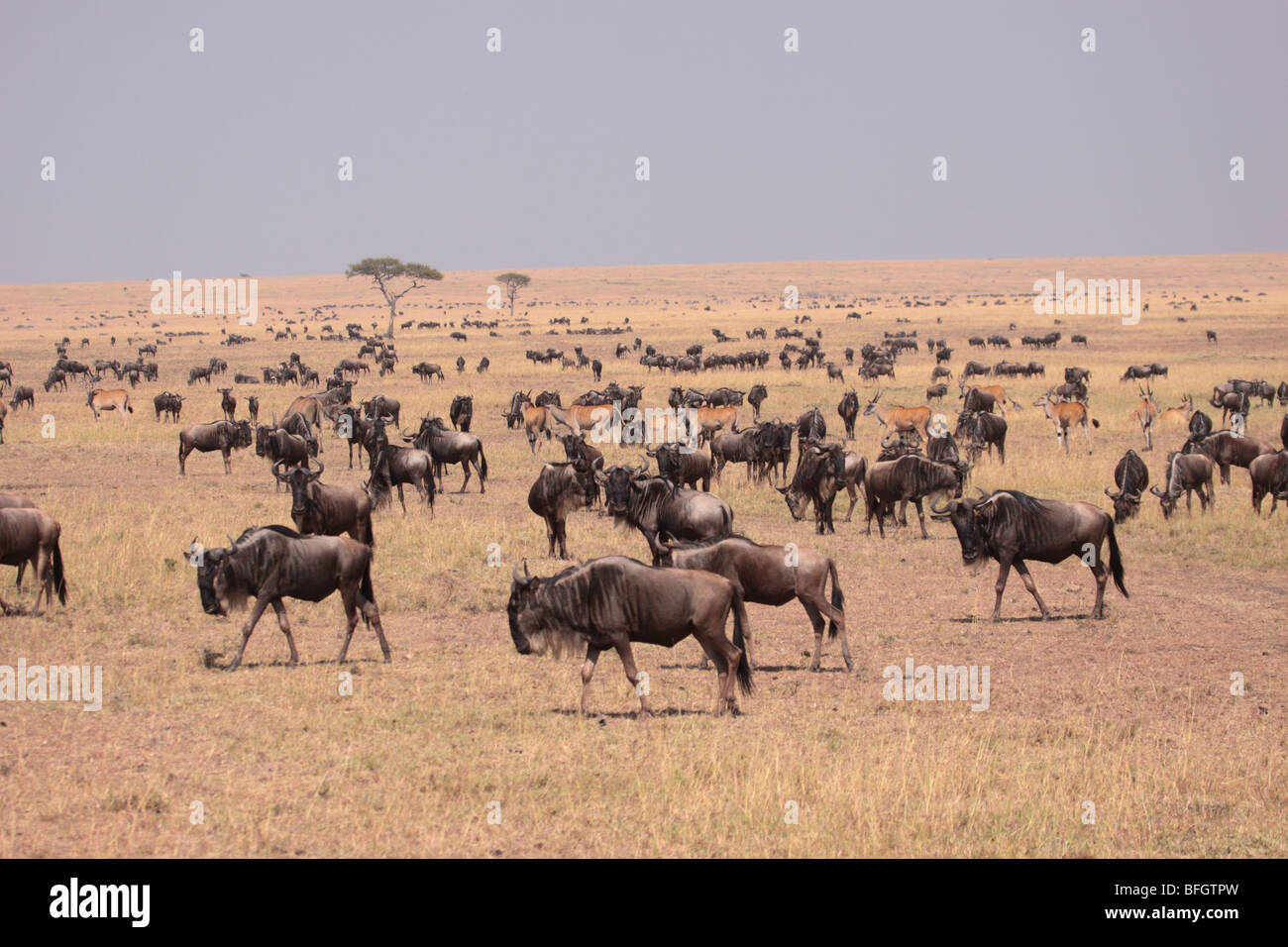 Allevamento di blu GNU Foto Stock