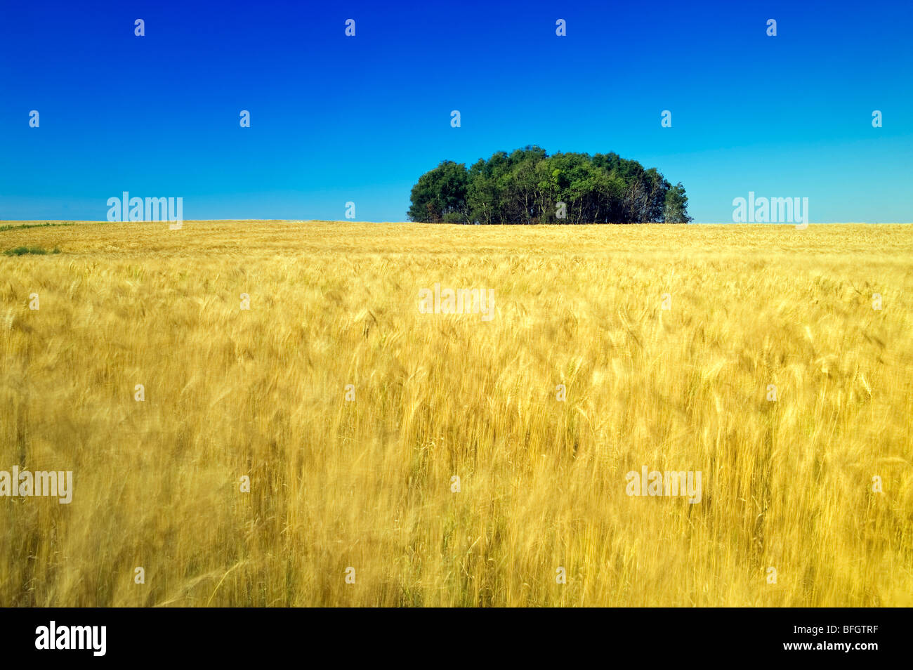 Campo di grano. Manor, Saskatchewan, Canada Foto Stock