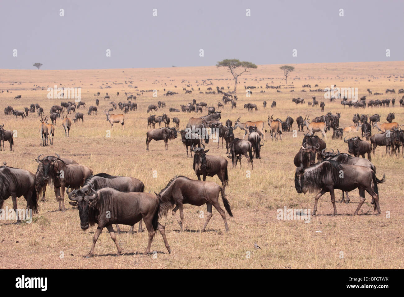 Allevamento di blu GNU Foto Stock