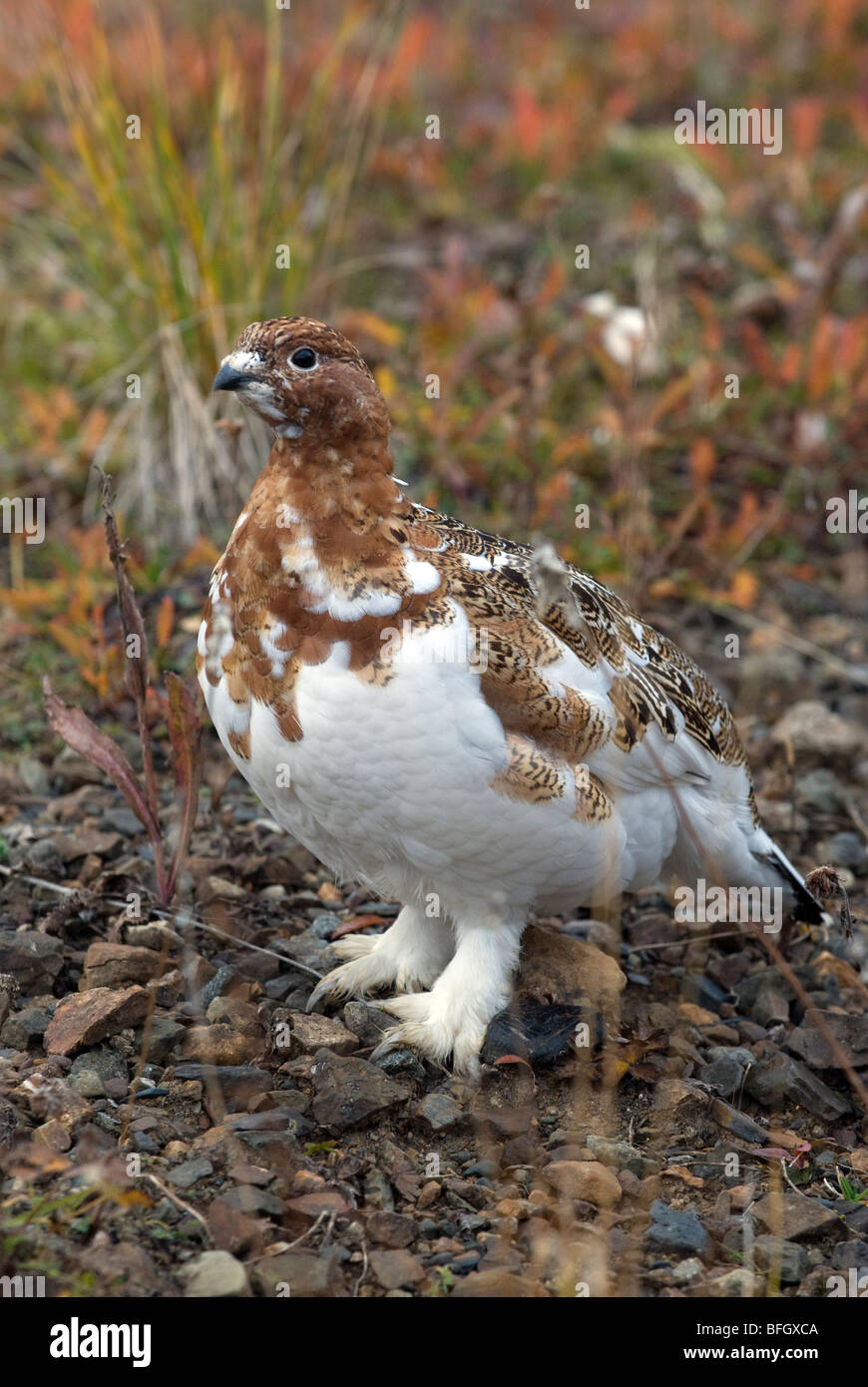 Willow Ptarmigan (Lagopus lagopus) nella tarda estate vegetazione, Alaska, STATI UNITI D'AMERICA Foto Stock