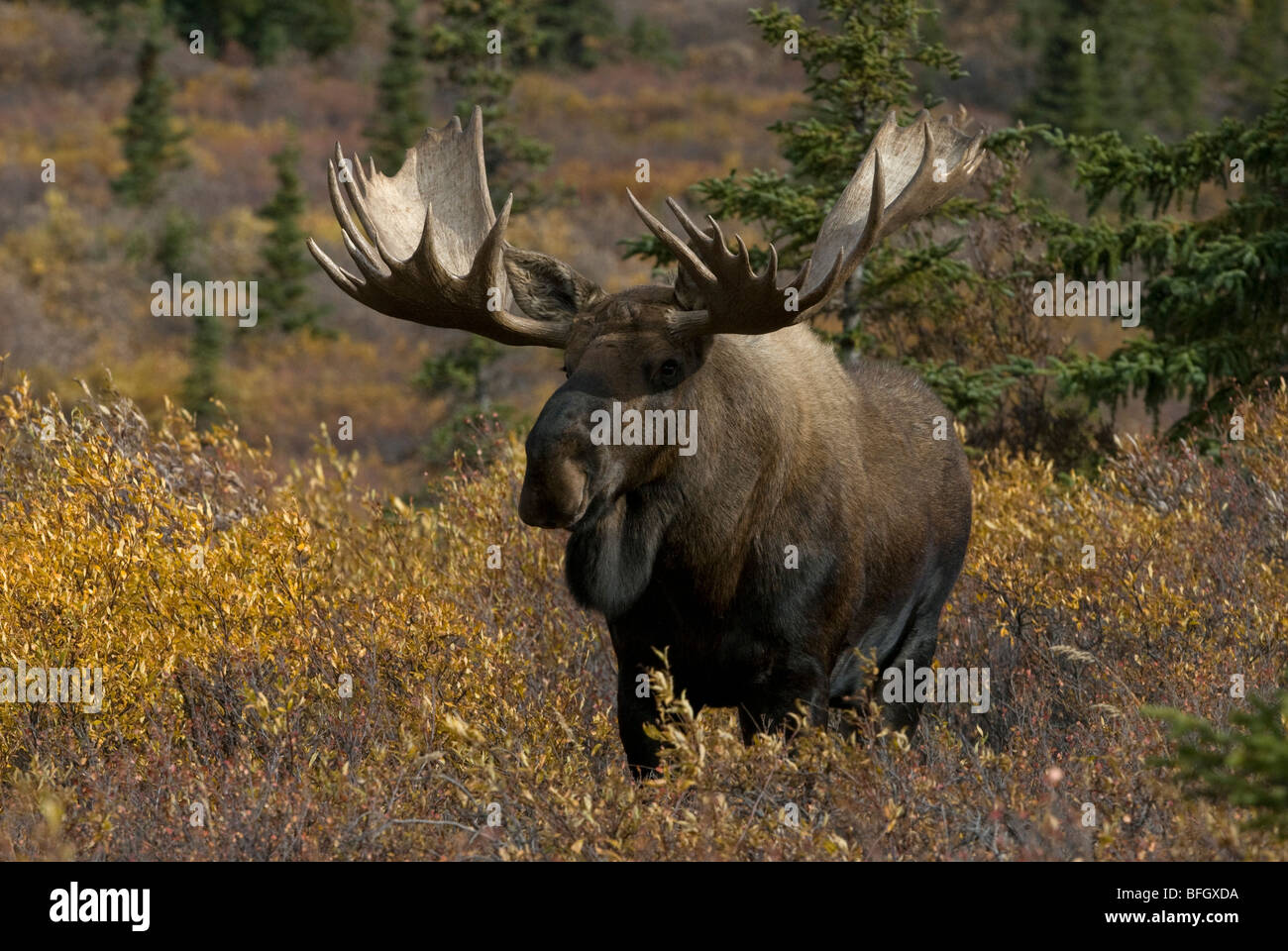 Bull moose (Alces alces) in piedi nella tundra habitat di salice e betulla nana vegetazione ;ate estate. Parco Nazionale di Denali Al Foto Stock