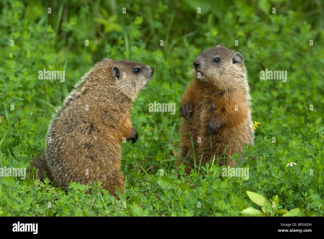 Marmotta (Marmota monax) fratelli in verde prato estivo, Ontario, Canada Foto Stock