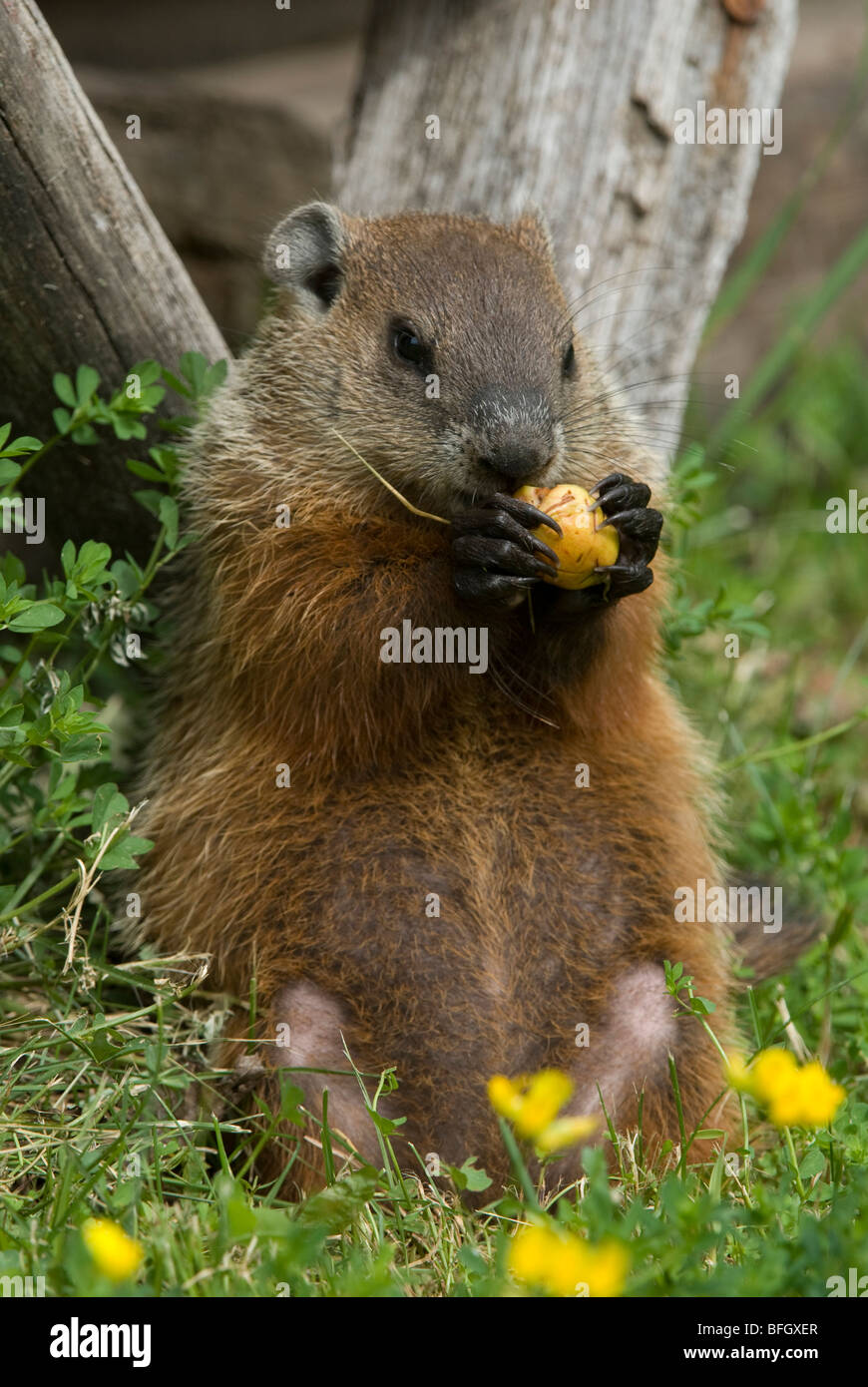 Marmotta (Marmota monax) alimentazione sul pezzo di apple, Ontario, Canada Foto Stock