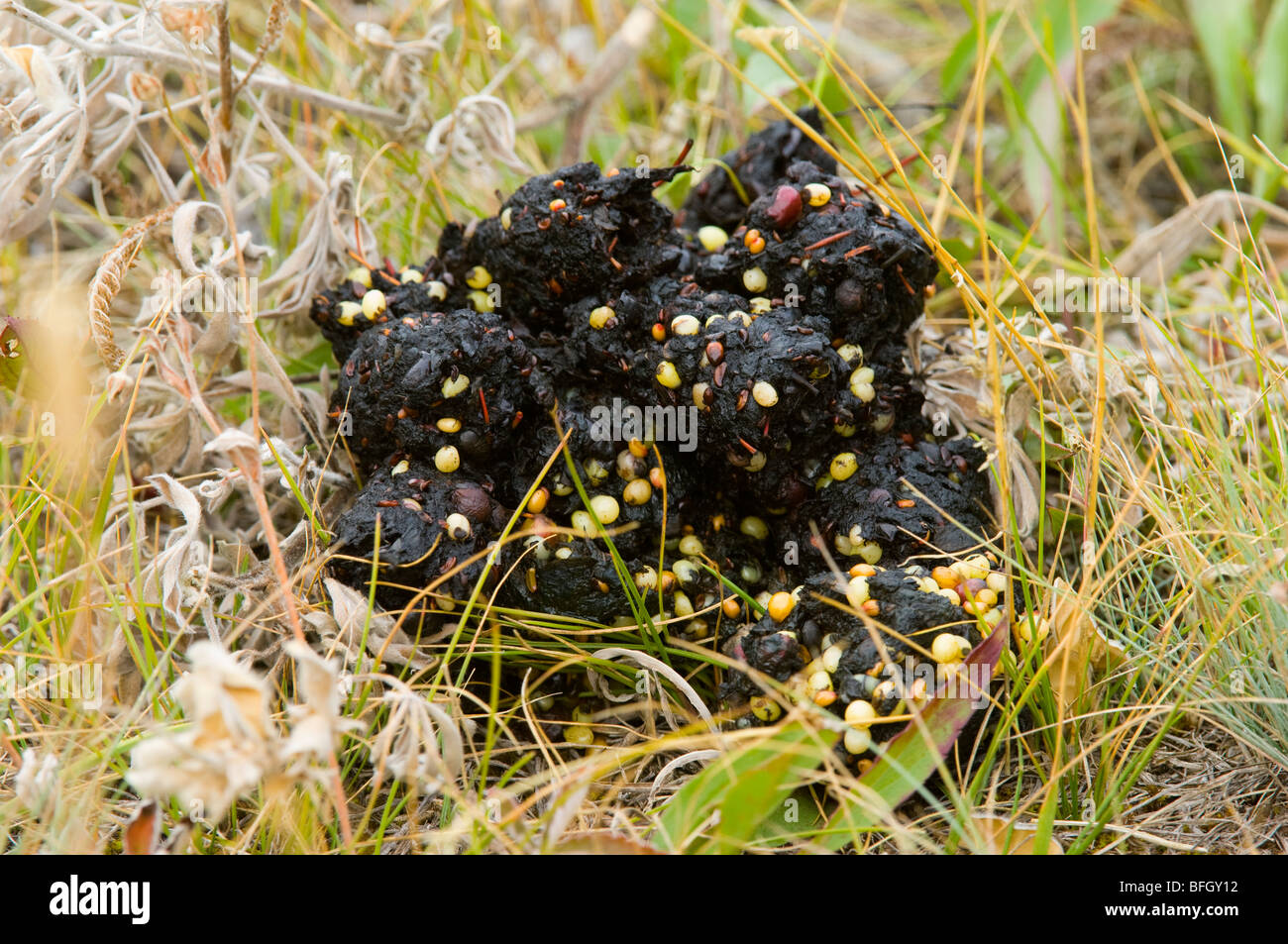 Black Bear (Ursus americanus) Scat. Alberta, Canada. Foto Stock