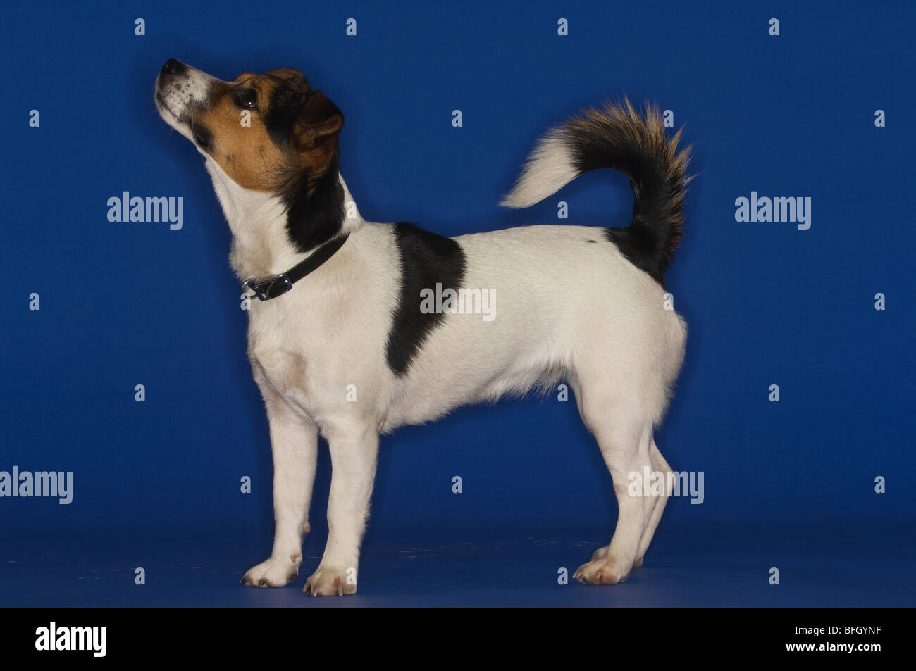 Jack Russell Terrier Foto Stock