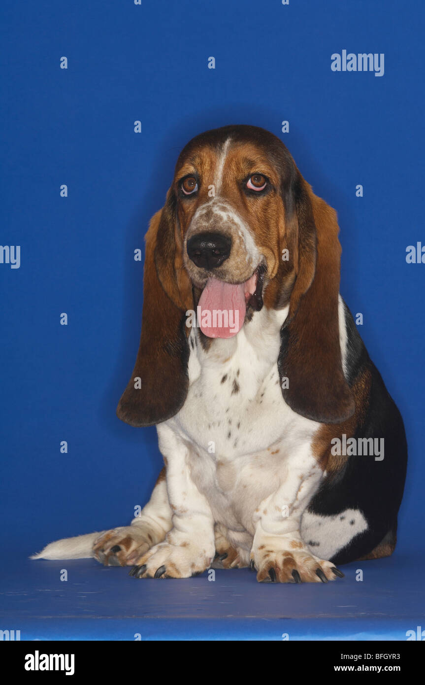 Basset Hound Foto Stock