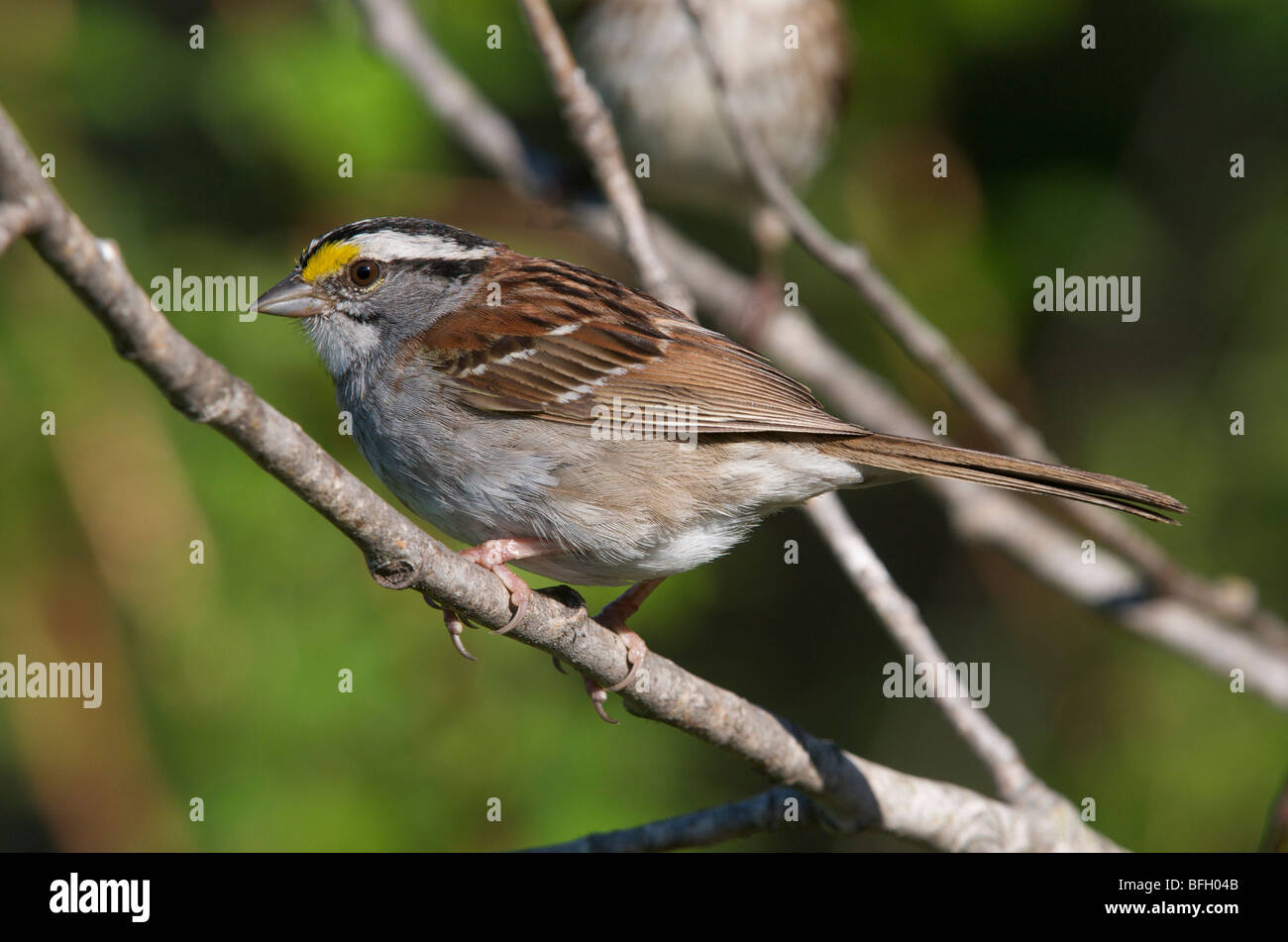 Bianco-throated Sparrow (Zonotrichia albicollis). Ontario, Canada Foto Stock