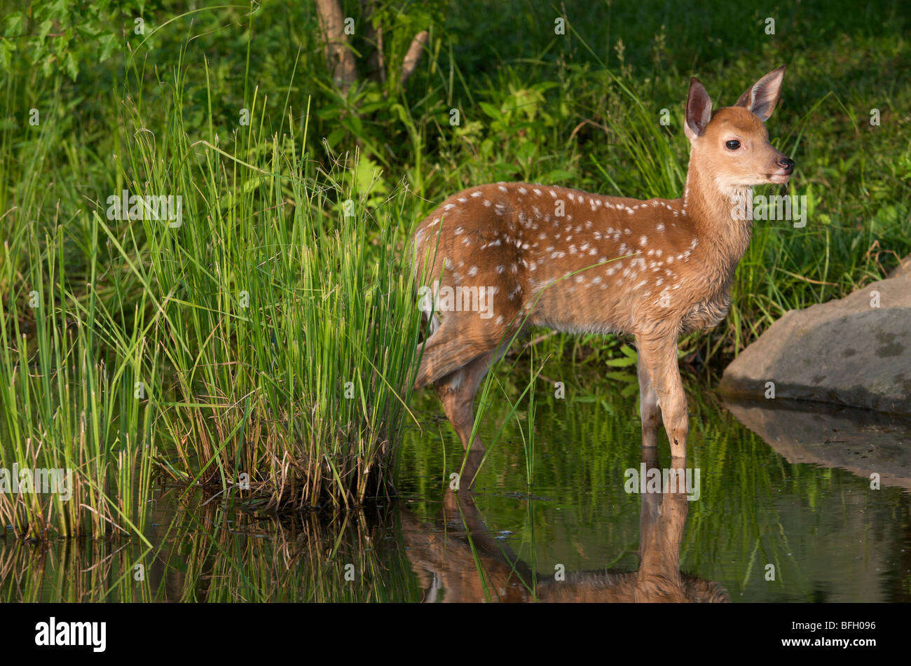 Culbianco Deer Fawn (Odocoileus virginianus) in stagno, Grand Portage monumento nazionale, Minnesota Foto Stock