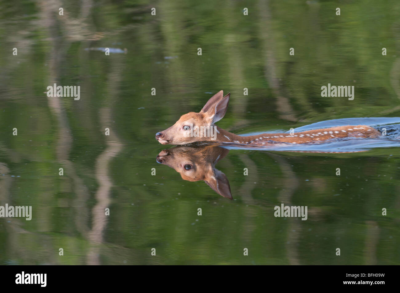 Culbianco Deer Fawn (Odocoileus virginianus) nuoto in stagno, Grand Portage monumento nazionale, Minnesota Foto Stock