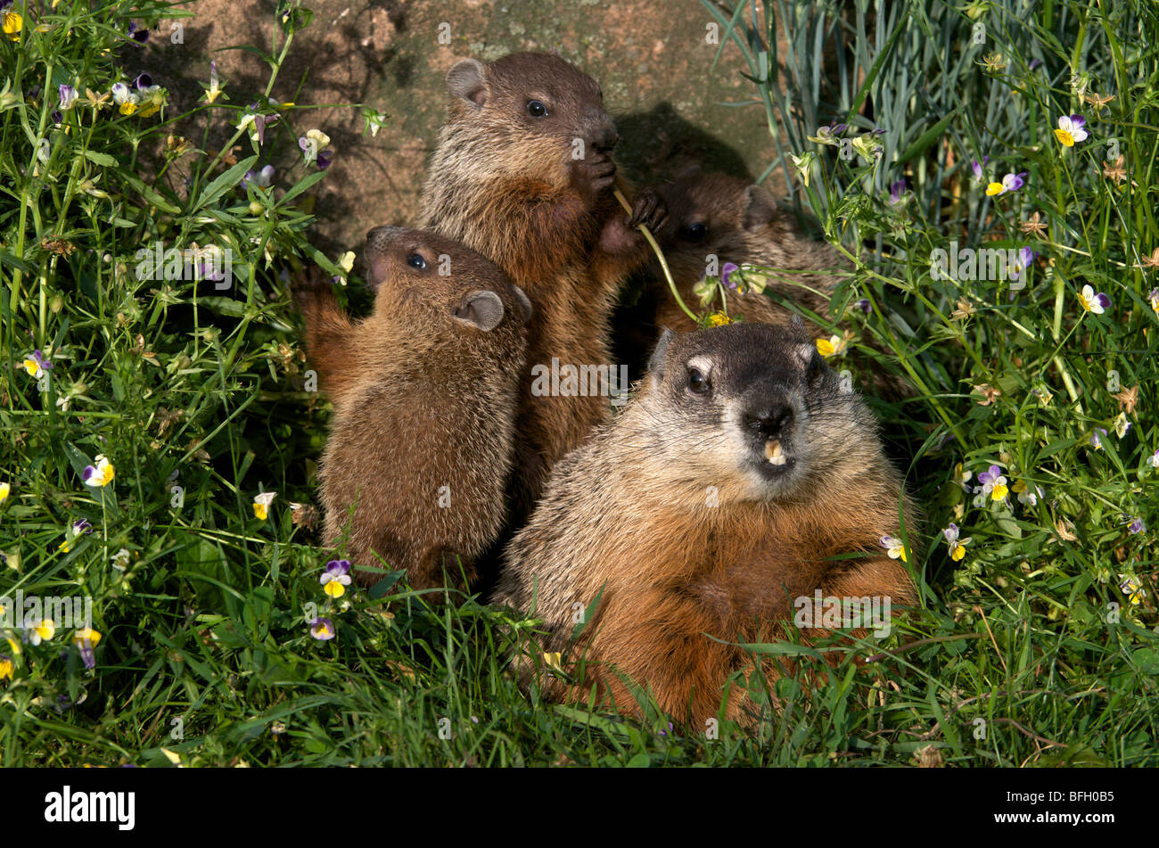 La madre e il bambino le marmotte nordamericane ((Marmota monax), America del Nord Foto Stock