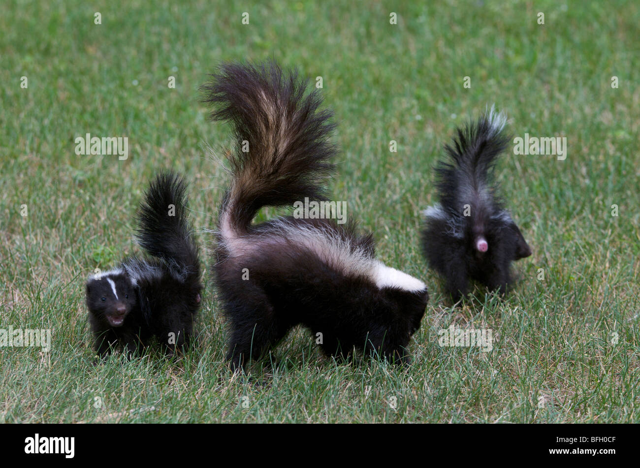 Skunk striato (Mephitis mephitis) madre e giovani con code sollevato in avvertenza, Grand Portage monumento nazionale, Minnesota, Stati Uniti d'America Foto Stock