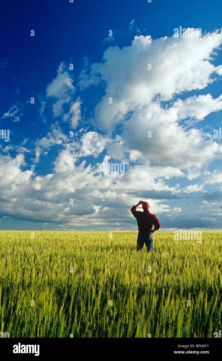 L uomo si affaccia su di un campo di orzo e il cielo di nuvole, Tiger colline, Manitoba Foto Stock