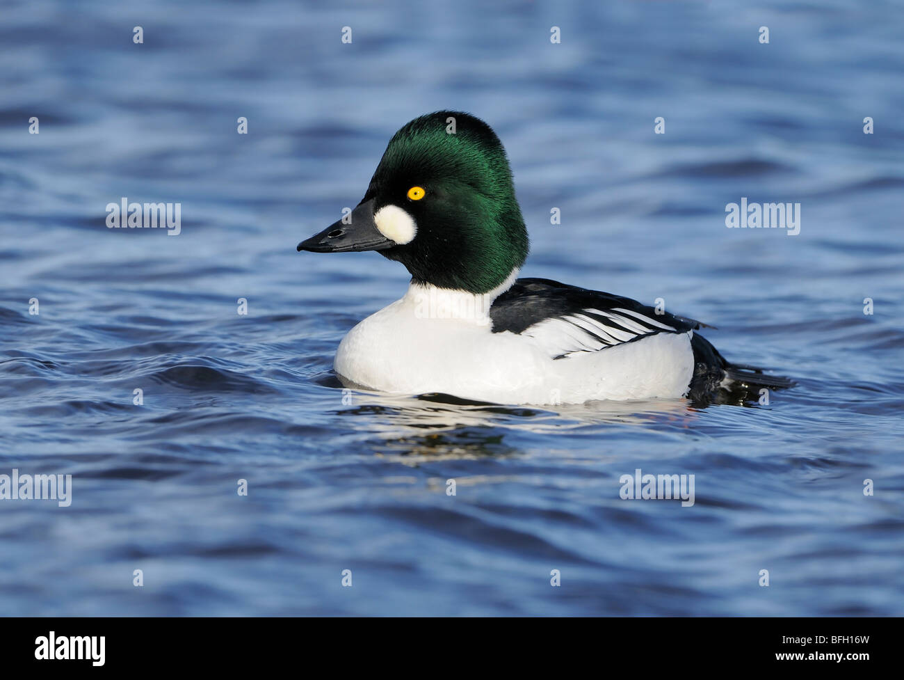 Maschio Goldeneye comune alla Laguna di Esquimalt, vicino a Victoria, Canada Foto Stock