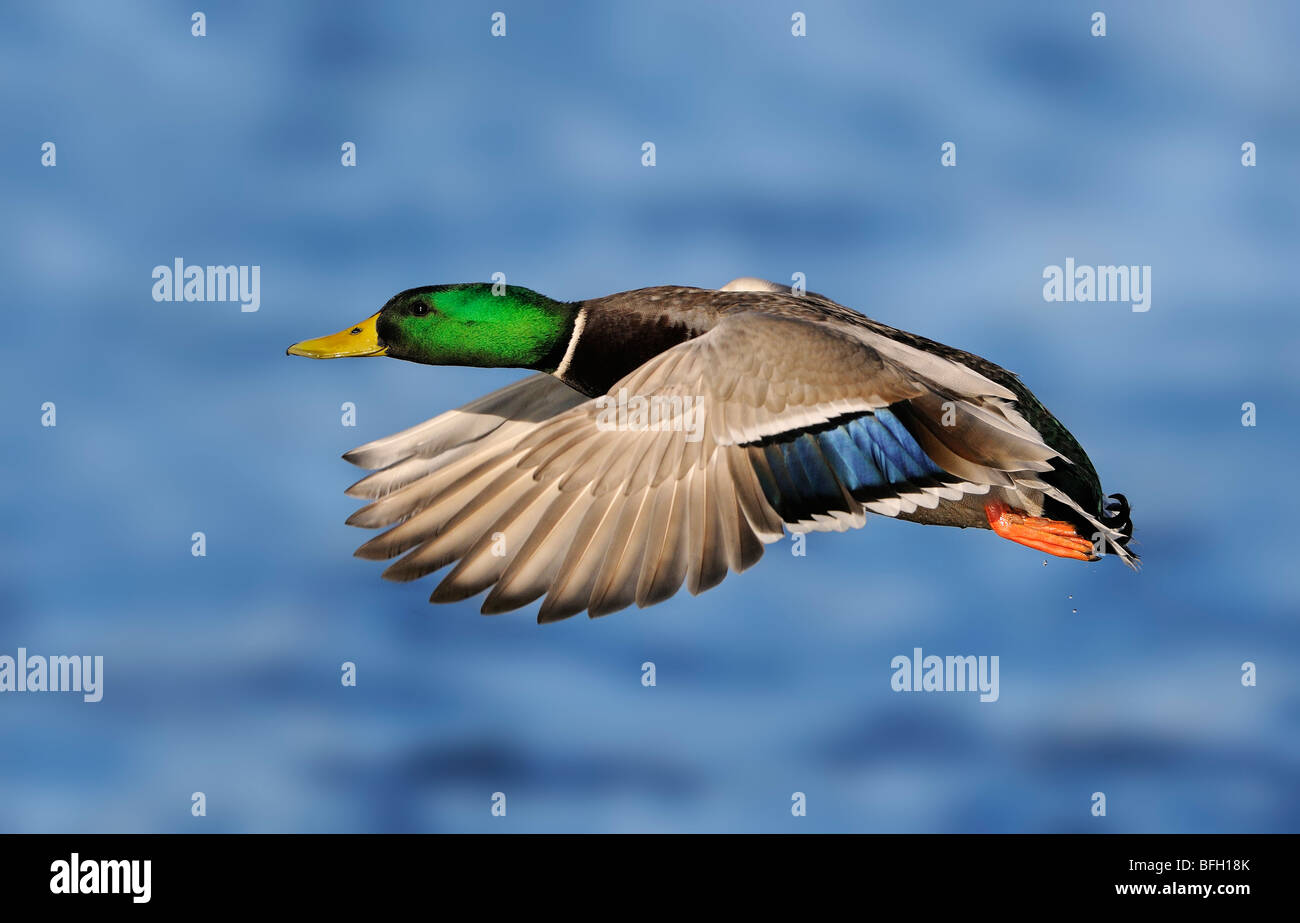 Il Germano Reale maschio in volo a Esquimalt Laguna, vicino a Victoria, Canada Foto Stock