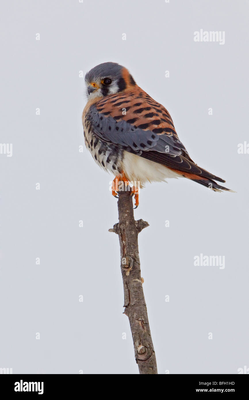 American Gheppio (Falco sparverius) appollaiato su un ramo a Toronto, Ontario, Canada. Foto Stock