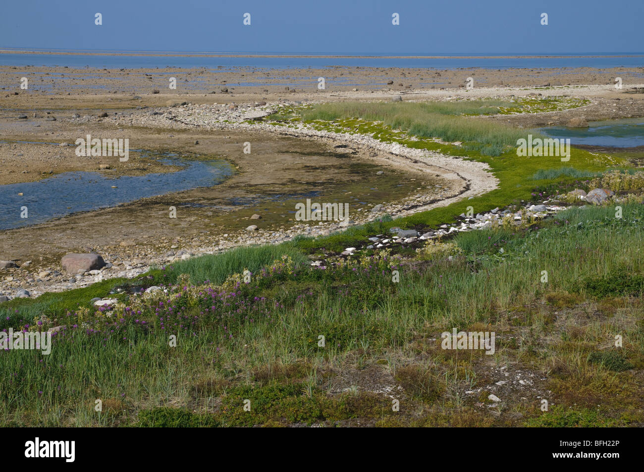 Paesaggio estivo patterns sulla costa della Baia di Hudson nei pressi di Churchill, Manitoba, Canada Foto Stock