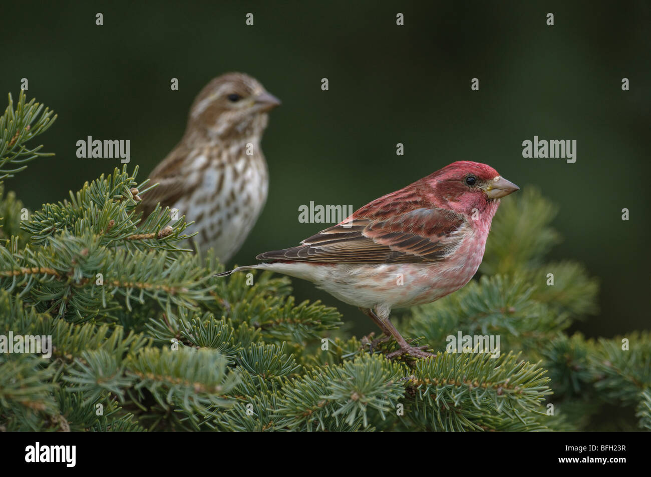 Maschio e femmina viola fringuelli, Carpodacus purpureus, all'inizio della primavera, Saskatchewan, Canada Foto Stock