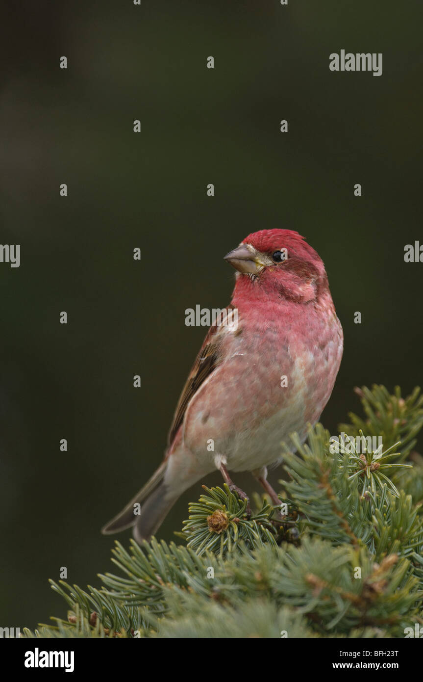 Viola maschio Finch, Carpodacus purpureus, all'inizio della primavera, Saskatchewan, Canada Foto Stock