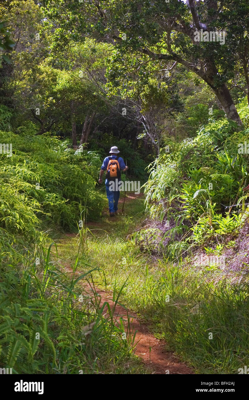 Uomo che passeggia attraverso fern-ohia foresta pluviale su sentiero Kaluapuhi; Kokee State Park, Kauai, Hawaii. Foto Stock