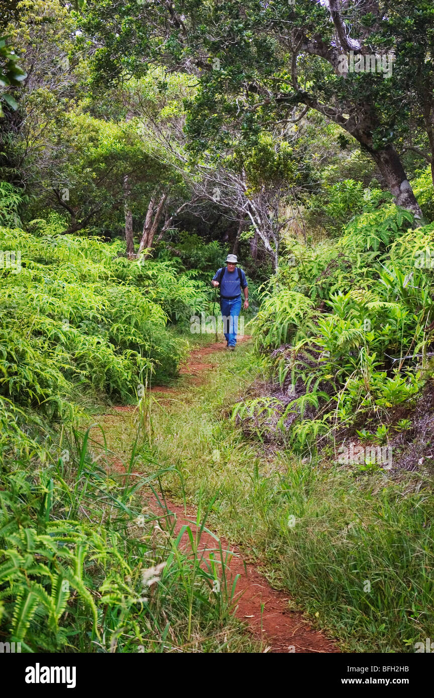 Uomo che passeggia attraverso fern-ohia foresta pluviale su sentiero Kaluapuhi; Kokee State Park, Kauai, Hawaii. Foto Stock