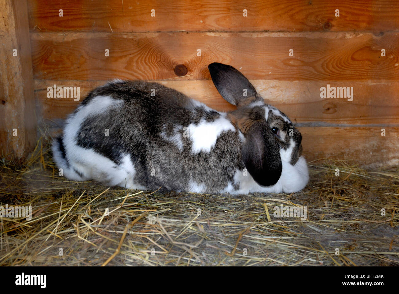 Coniglio Coniglio nel hutch Foto Stock